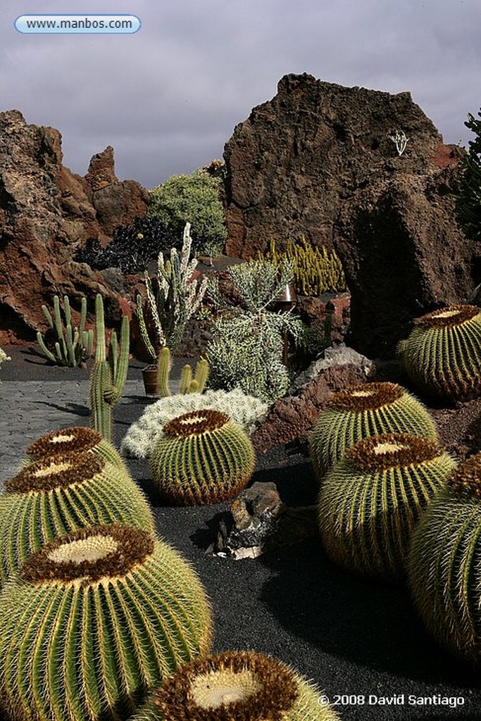 Lanzarote
Mammillaria dixanthocentron
Canarias