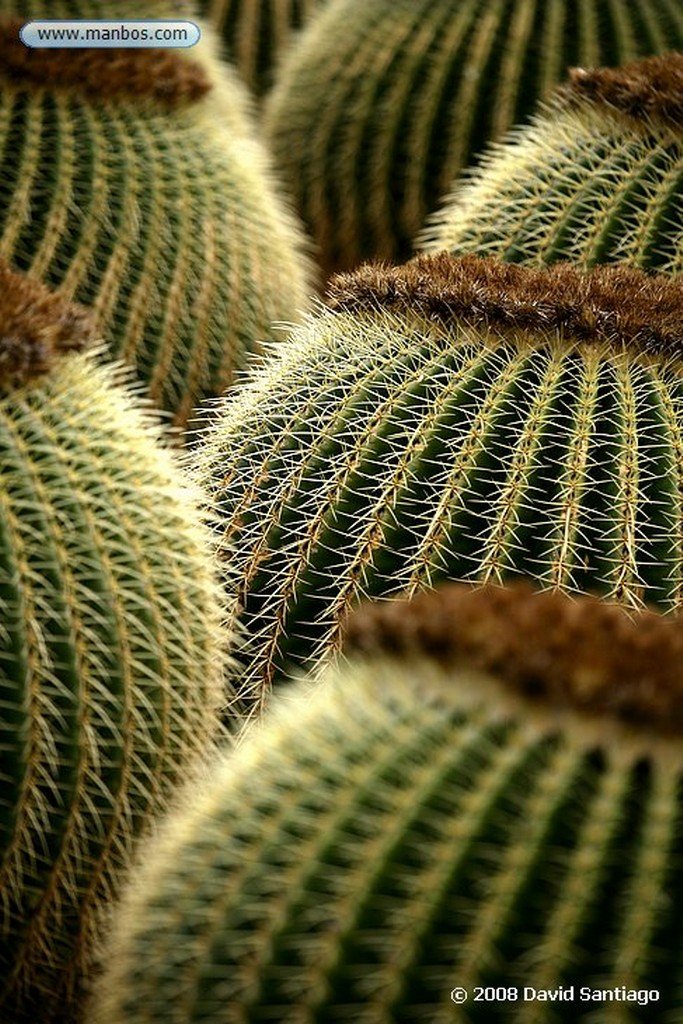 Lanzarote
Mammillaria haageana
Canarias