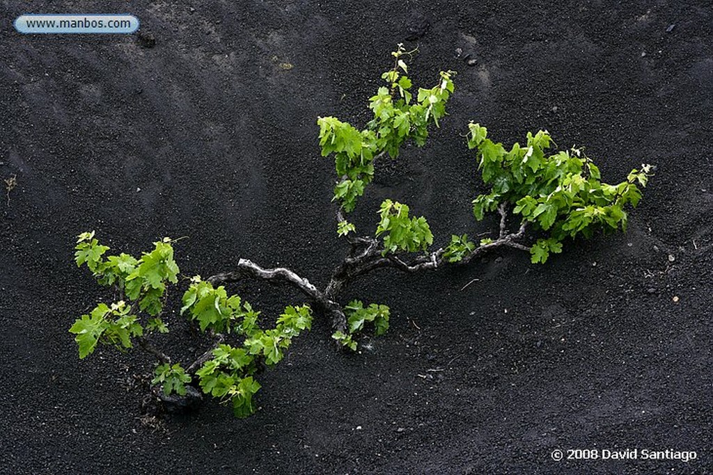 Lanzarote
La Geria
Canarias