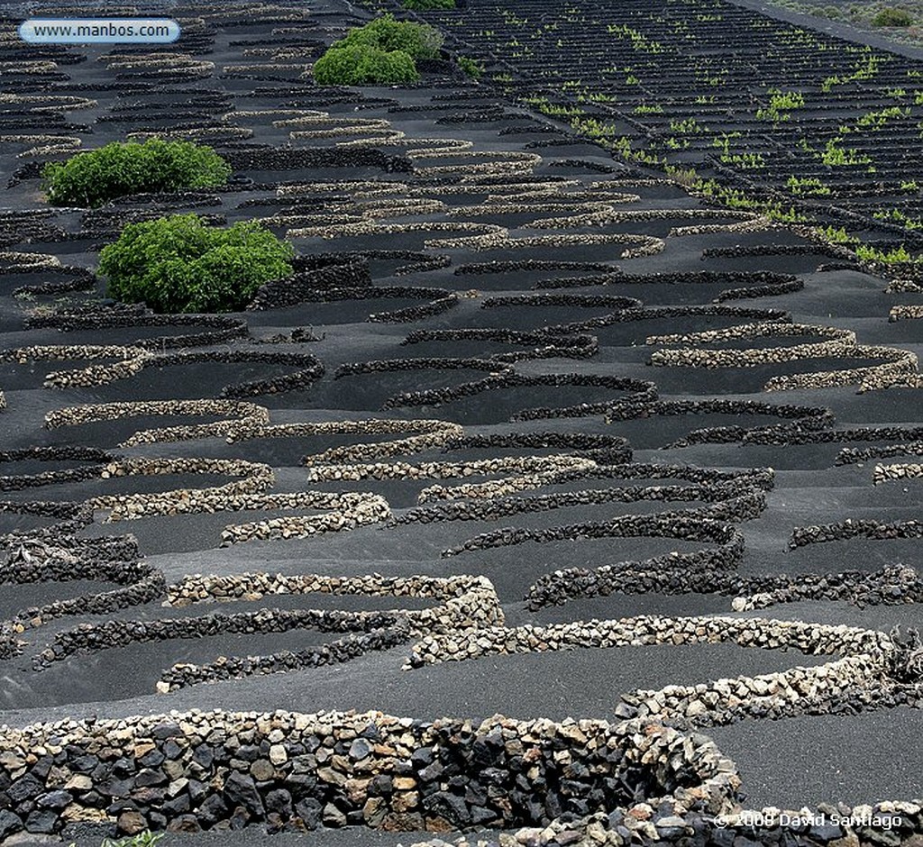 Lanzarote
La Geria
Canarias