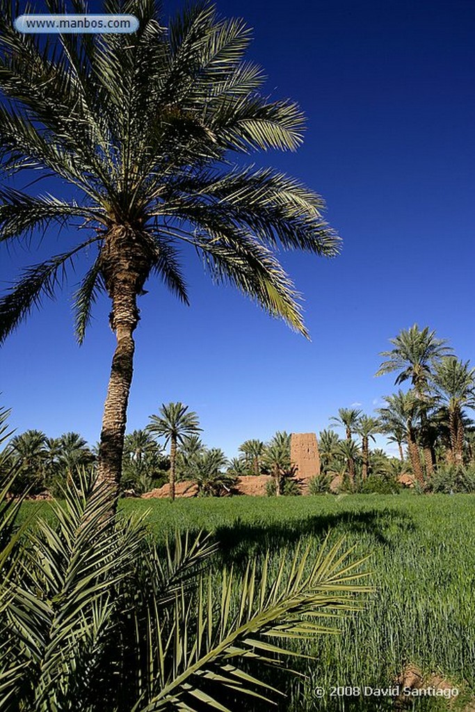 Ouarzazate
Palmerales en el Valle del Dra Ouarzazate
Marruecos