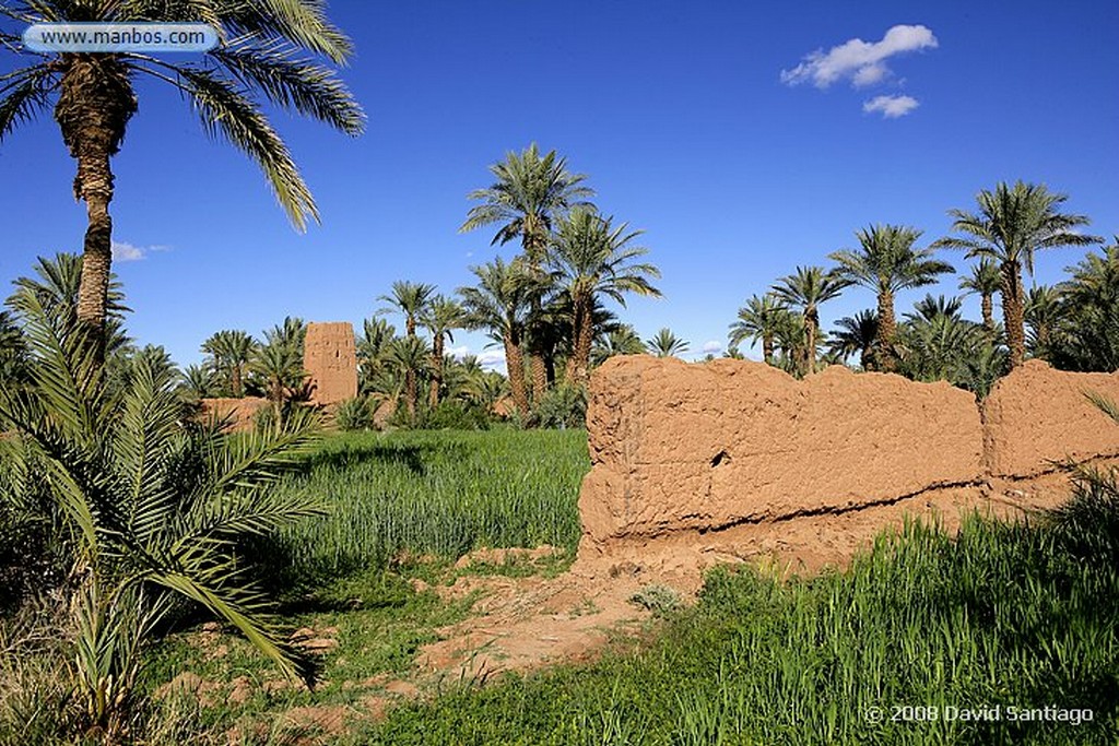 Ouarzazate
Palmerales en el Valle del Dra Ouarzazate
Marruecos