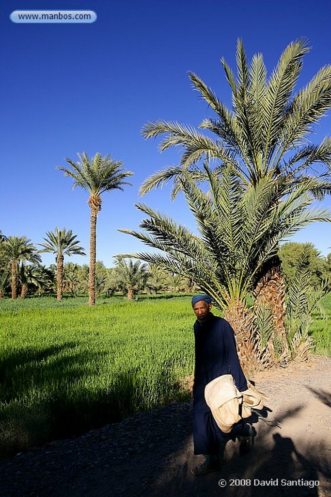 Ouarzazate
Palmerales en el Valle del Dra Ouarzazate
Marruecos