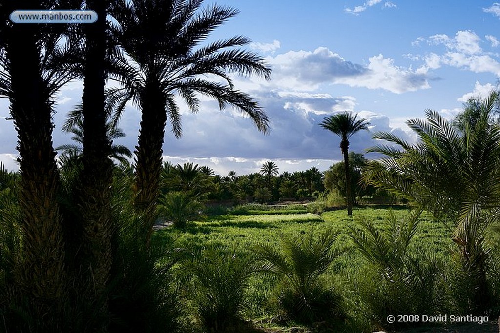 Ouarzazate
Palmerales en el Valle del Dra Ouarzazate
Marruecos