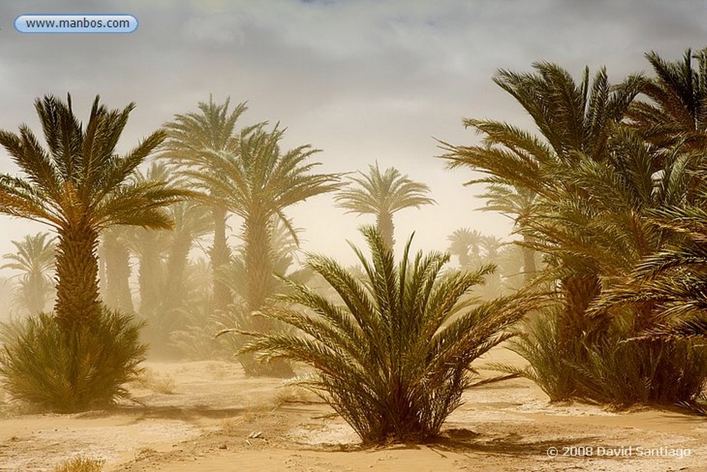 Tamegroute
Tormenta de Arena en el Palmeral de Tamegroute
Marruecos