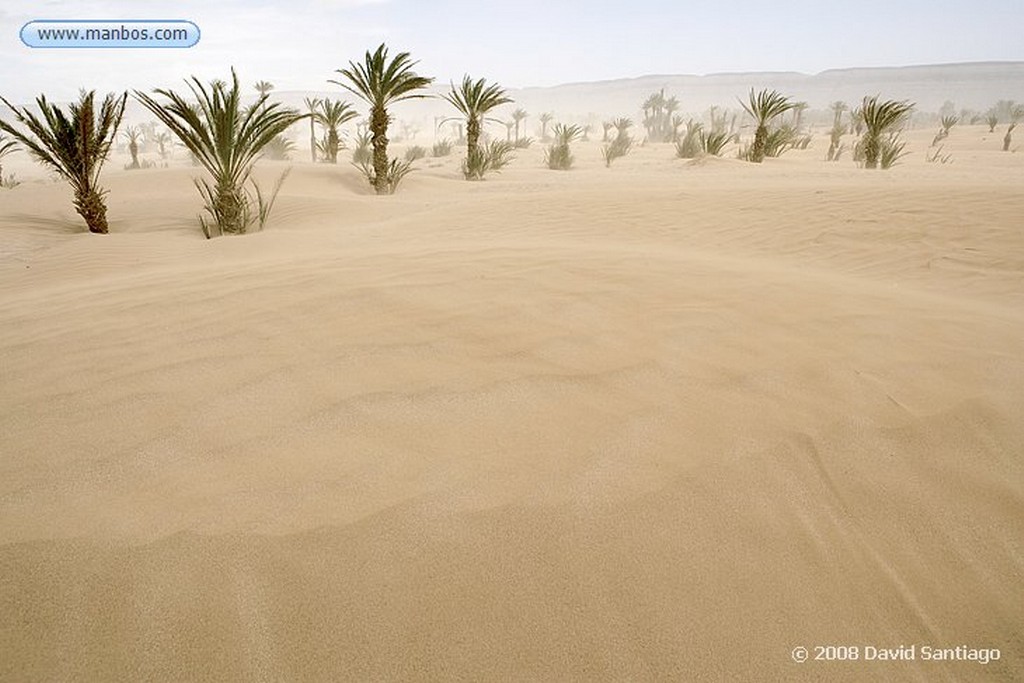 Tamegroute
Tormenta de Arena en el Palmeral de Tamegroute
Marruecos