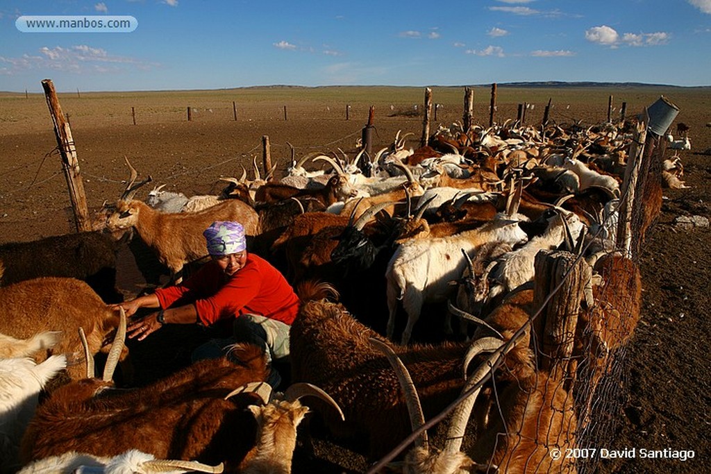 Desierto del Gobi
Khongoryn els (desierto del Gobi)
Mongolia