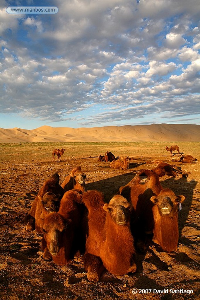 Desierto del Gobi
Khongoryn els (desierto del Gobi)
Mongolia