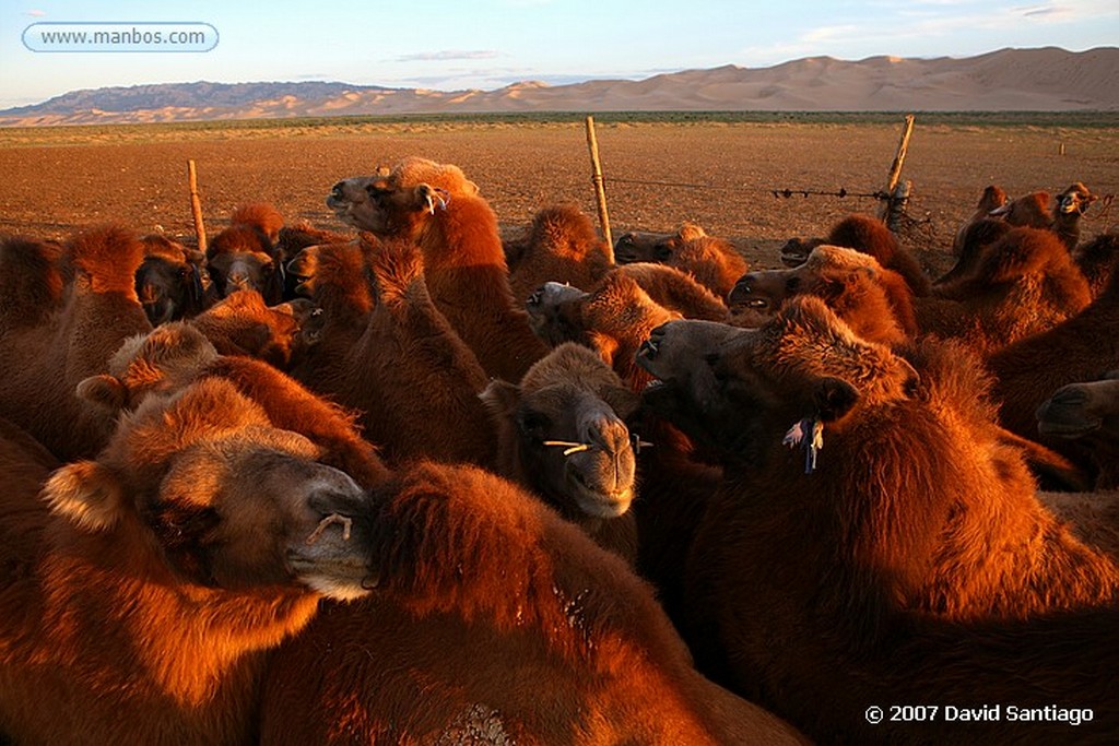 Desierto del Gobi
Khongoryn els (desierto del Gobi)
Mongolia