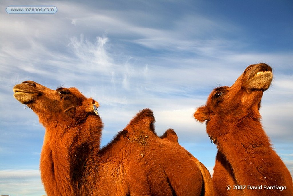 Desierto del Gobi
Khongoryn els (desierto del Gobi)
Mongolia