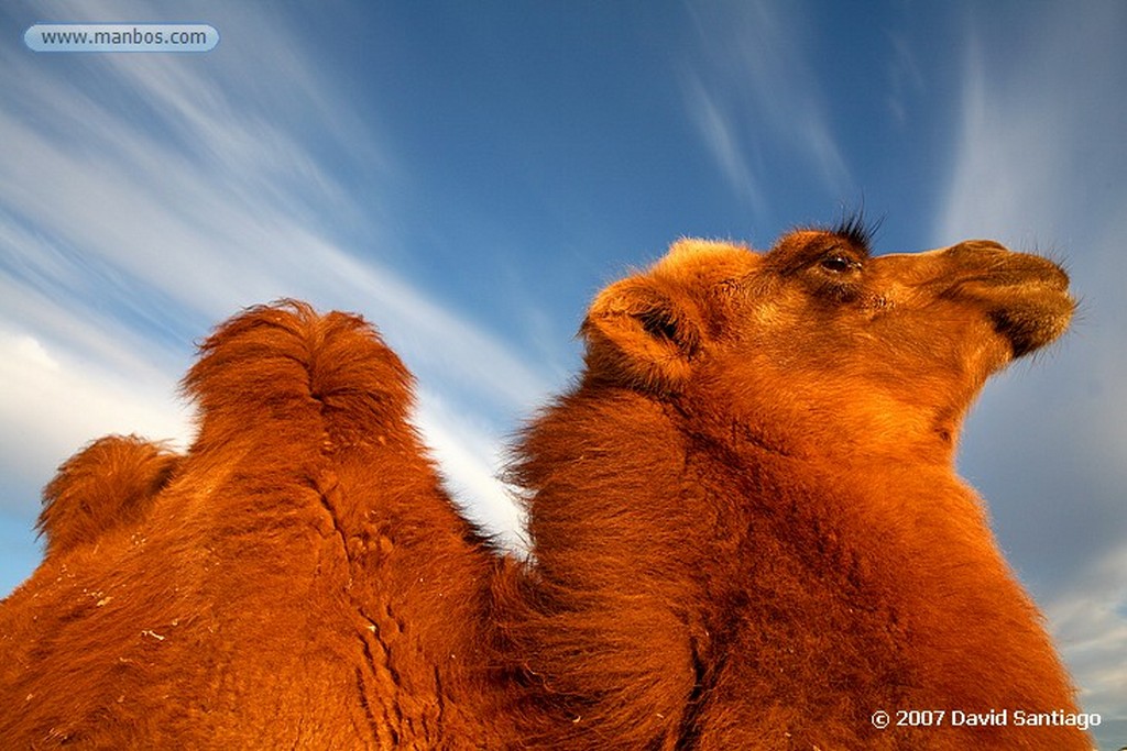 Desierto del Gobi
Khongoryn els (desierto del Gobi)
Mongolia