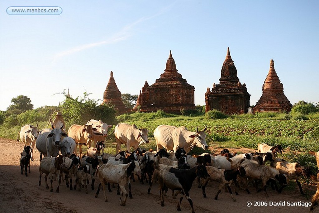 Pagan
Pagodas y estupas en Pagan
Pagan