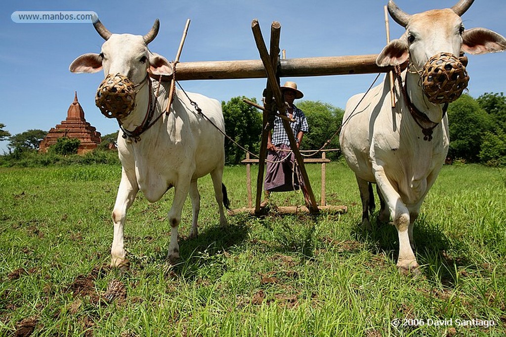 Pagan
Turista y de Fondo Agricultor Arando en Pagan Myanmar
Pagan