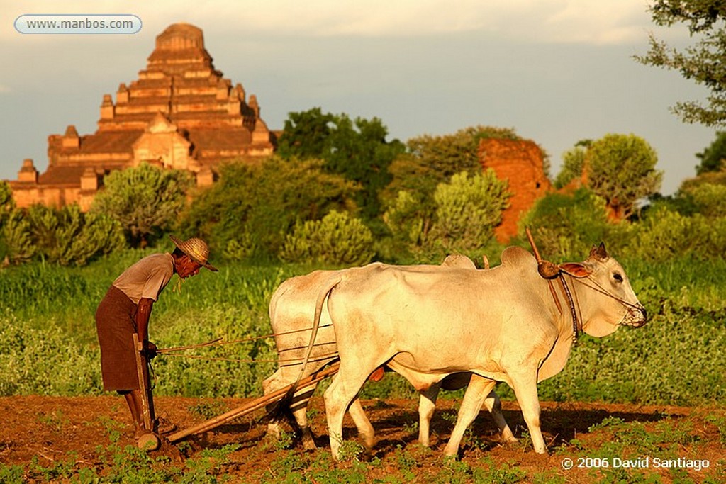 Pagan
Pagodas y estupas en Pagan
Pagan