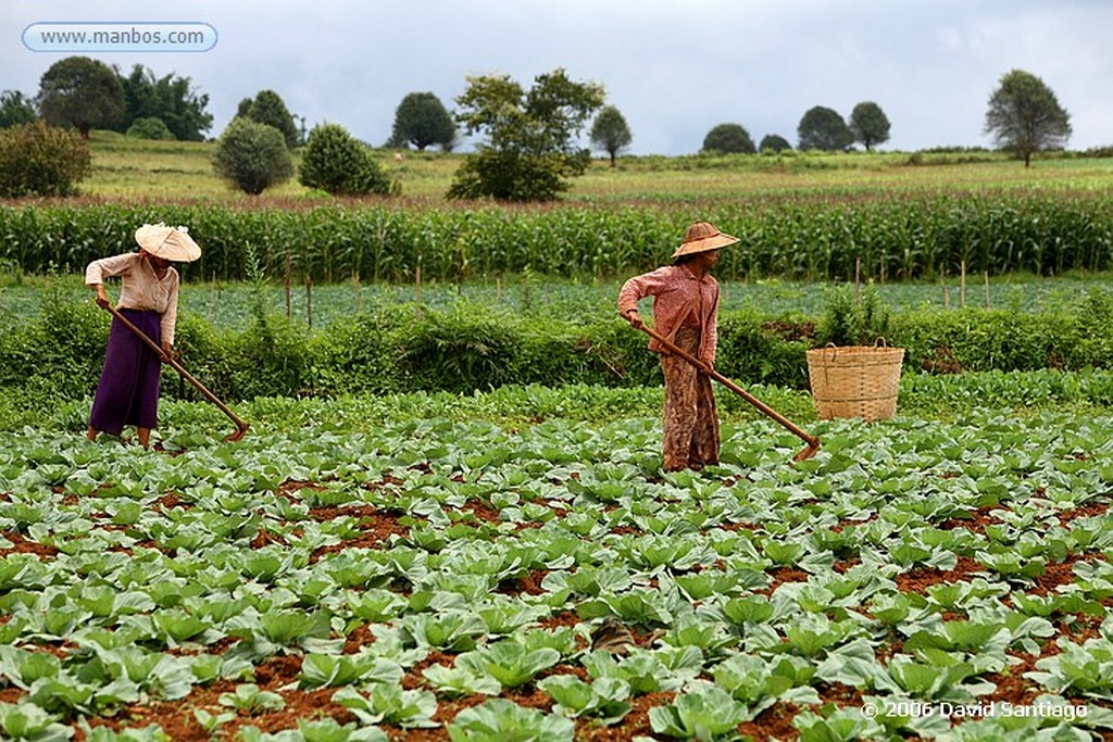 Kalaw
Agricultor en Kalow Myanmar
Kalaw