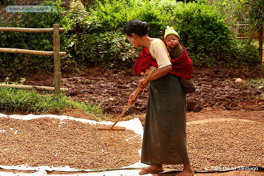 Kalaw
Agricultor en Kalow Myanmar
Kalaw