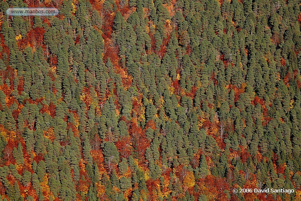 Ordesa
Bosque de Las Hayas
Huesca