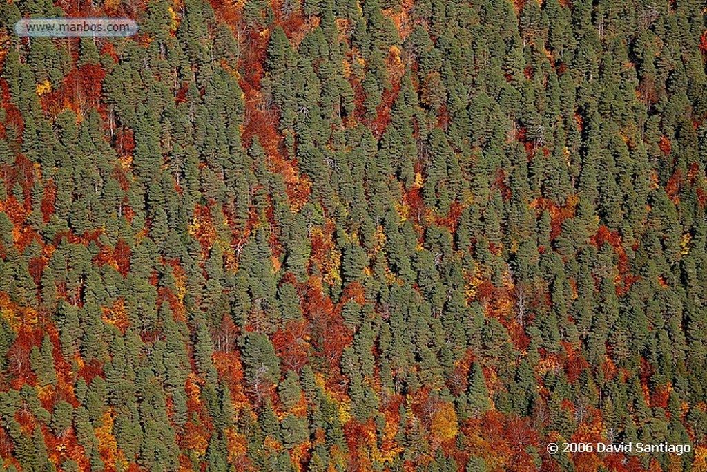 Ordesa
Bosque de Las Hayas
Huesca