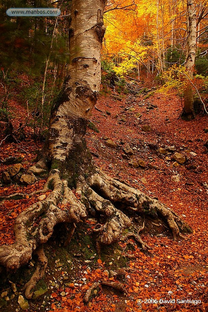 Ordesa
Bosque en Plana Canal
Huesca