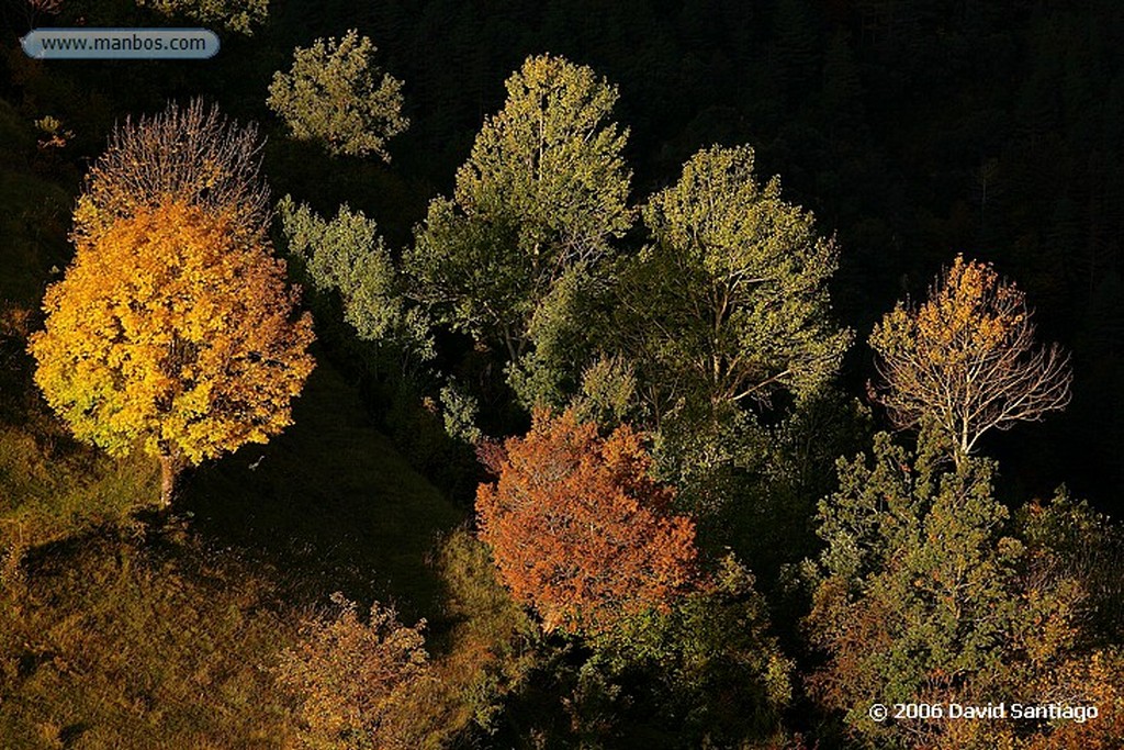 Ordesa
Bosque Mixto en Faja de Pelay
Huesca