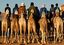 Tamanrasset
Carrera de Camellos en el Festival de Turismo Sahariano de Tamanrasset - Argelia
Argelia