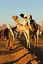 Tamanrasset
Carrera de Camellos en el Festival de Turismo Sahariano de Tamanrasset - Argelia
Argelia