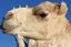 Tamanrasset
Detalle de Camello en  Tamanrasset - Argelia
Argelia