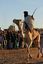 Tamanrasset
Carrera de Camellos en el Festival de Turismo Sahariano de Tamanrasset
Argelia