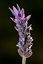 Cabo de Gata
LAVANDULA DENTATA
Almeria