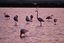 Cabo de Gata
FLAMENCOS EN SALINAS DE CABO DE GATA
Almeria