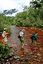 Parque Nacional Canaima
Subida a la base del Salto del Angel
Bolivar