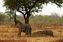 Parque Nacional de Zakouma
Elefante africano
Zakouma