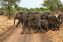 Parque Nacional de Zakouma
Elefante africano
Zakouma