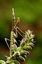Parque Natural Baixa Limia
Mantis religiosa
Ourense
