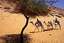 Asuan
Ruta por poblado Nubio-Asuan
Asuan