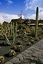 Lanzarote
Jardin de cactus
Canarias