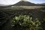 Lanzarote
La Geria
Canarias