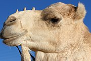 Tamanrasset, Tamanrasset, Argelia