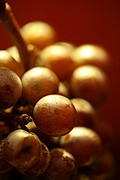 Objetivo EF 100 Macro
Vino Pinot Noir en el Museo del Vino de La Rioja Bodega Graffigna
Argentina
LA RIOJA
Foto: 11639