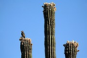 Mendoza, Mendoza, Argentina