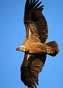 Objetivo 100 to 400
Buitre leonado
El buitre leonado
PARQUE NACIONAL DE MONFRAGUE
Foto: 11130