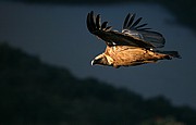 Objetivo 100 to 400
Buitre leonado
El buitre leonado
PARQUE NACIONAL DE MONFRAGUE
Foto: 11131