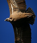 Objetivo 100 to 400
Buitre leonado
El buitre leonado
PARQUE NACIONAL DE MONFRAGUE
Foto: 11132