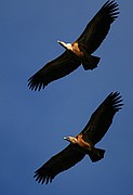 Objetivo 100 to 400
Buitre leonado
El buitre leonado
PARQUE NACIONAL DE MONFRAGUE
Foto: 11137