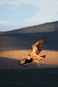 Objetivo 100 to 400
Buitre leonado
El buitre leonado
PARQUE NACIONAL DE MONFRAGUE
Foto: 11140