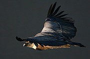 Objetivo 100 to 400
Buitre leonado
El buitre leonado
PARQUE NACIONAL DE MONFRAGUE
Foto: 11144