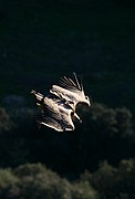 Objetivo 100 to 400
Buitre leonado
El buitre leonado
PARQUE NACIONAL DE MONFRAGUE
Foto: 11145