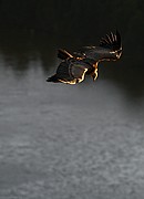 Objetivo 100 to 400
Buitre leonado
El buitre leonado
PARQUE NACIONAL DE MONFRAGUE
Foto: 11148