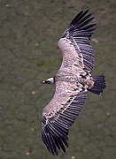 Objetivo 100 to 400
Buitre leonado
El buitre leonado
PARQUE NACIONAL DE MONFRAGUE
Foto: 11150