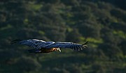 Objetivo 100 to 400
Buitre leonado
El buitre leonado
PARQUE NACIONAL DE MONFRAGUE
Foto: 11151